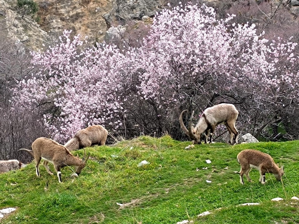 2025 Cemre Düşme Tarihler (1)