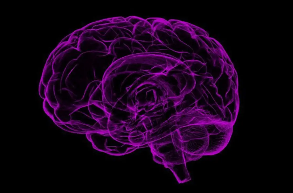 Dünya Epilepsi Günü 10 Şubat Brain Mor Beyin