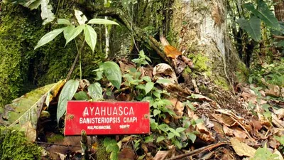 Ayahuasca4