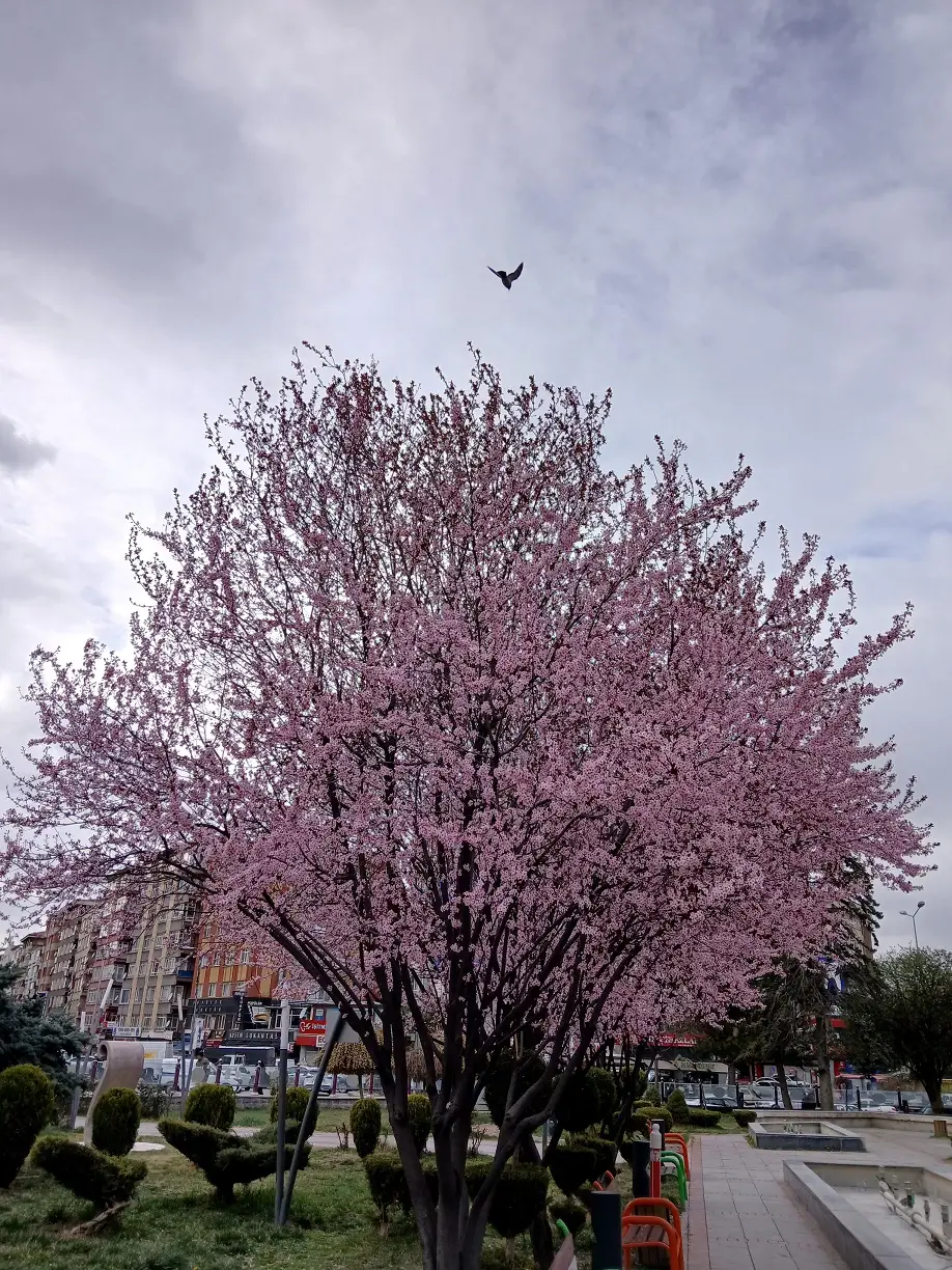 Mamak Musiki Muallim Mektebi Kiraz Çiçeği Sakura (1)