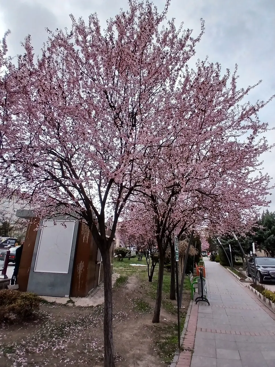 Mamak Musiki Muallim Mektebi Kiraz Çiçeği Sakura (2)