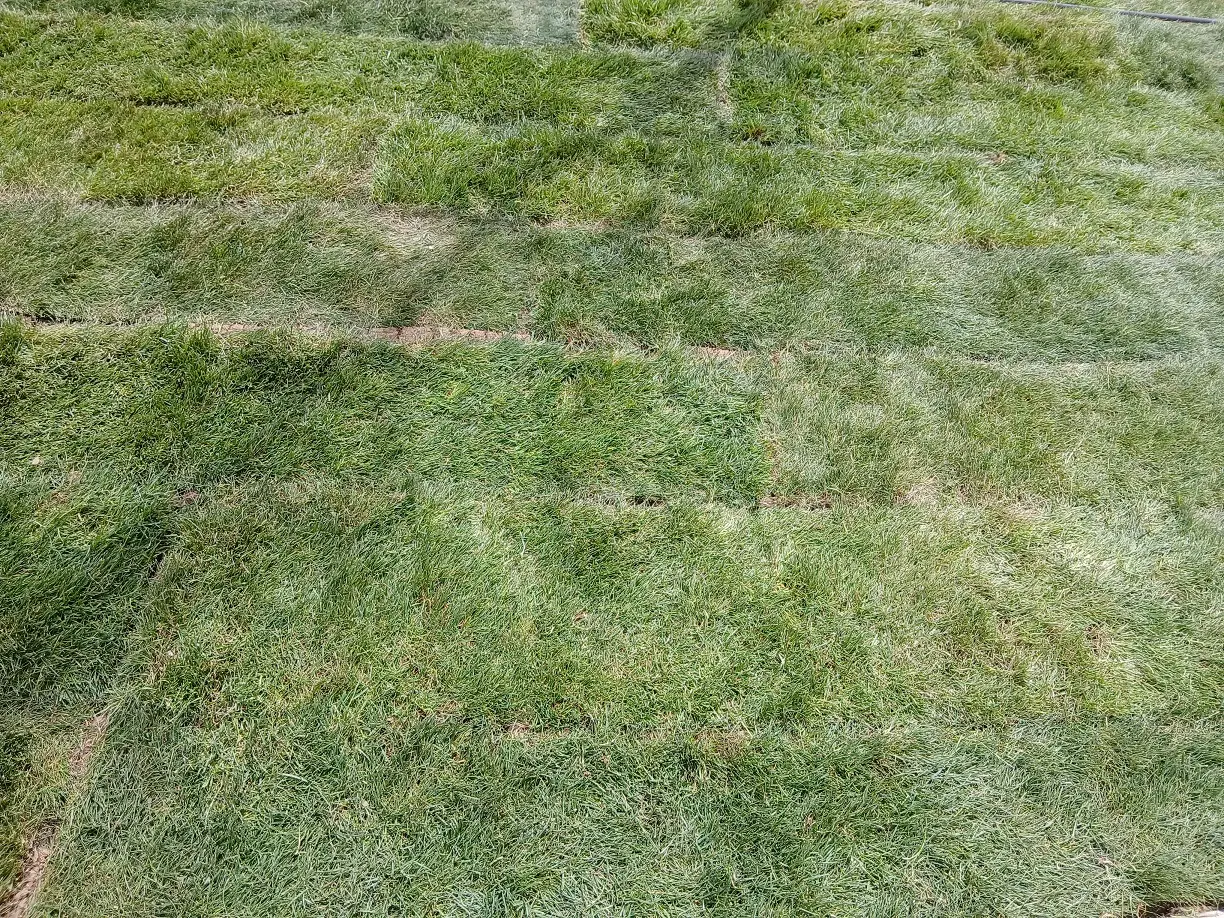 Samanpazarı Meydanı Altındağ Rulo Çm Gerçek Halı Peyzaj (7)