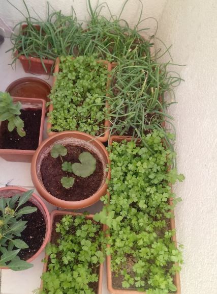 Balkonda Yetişen Sebzeler