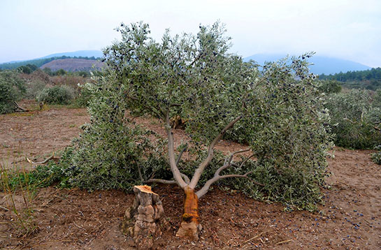 Gargat Ağacı9