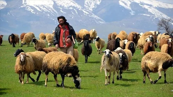 Hayvancılık