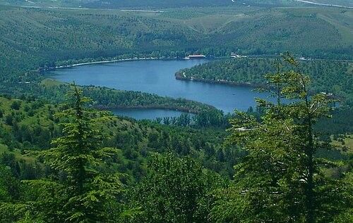 Orman
