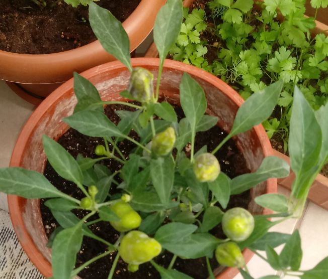 Sebze Balkonda Nasıl Yetişir