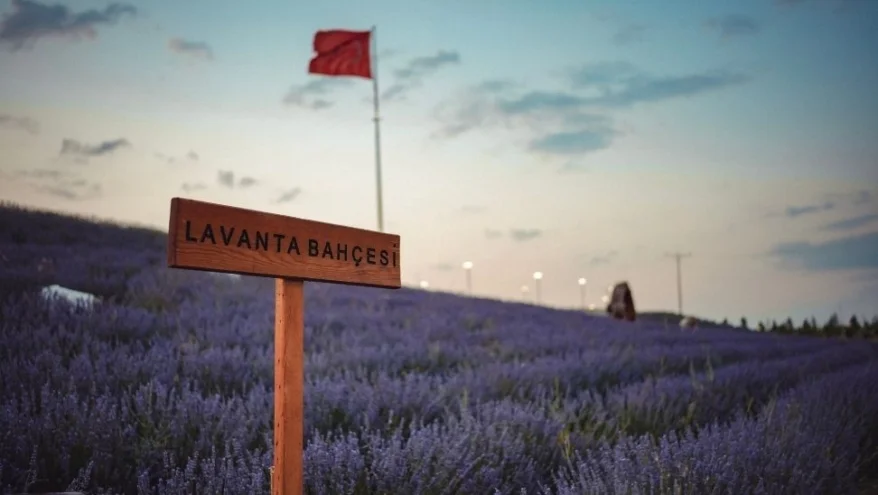 Lavanta Bahcesı