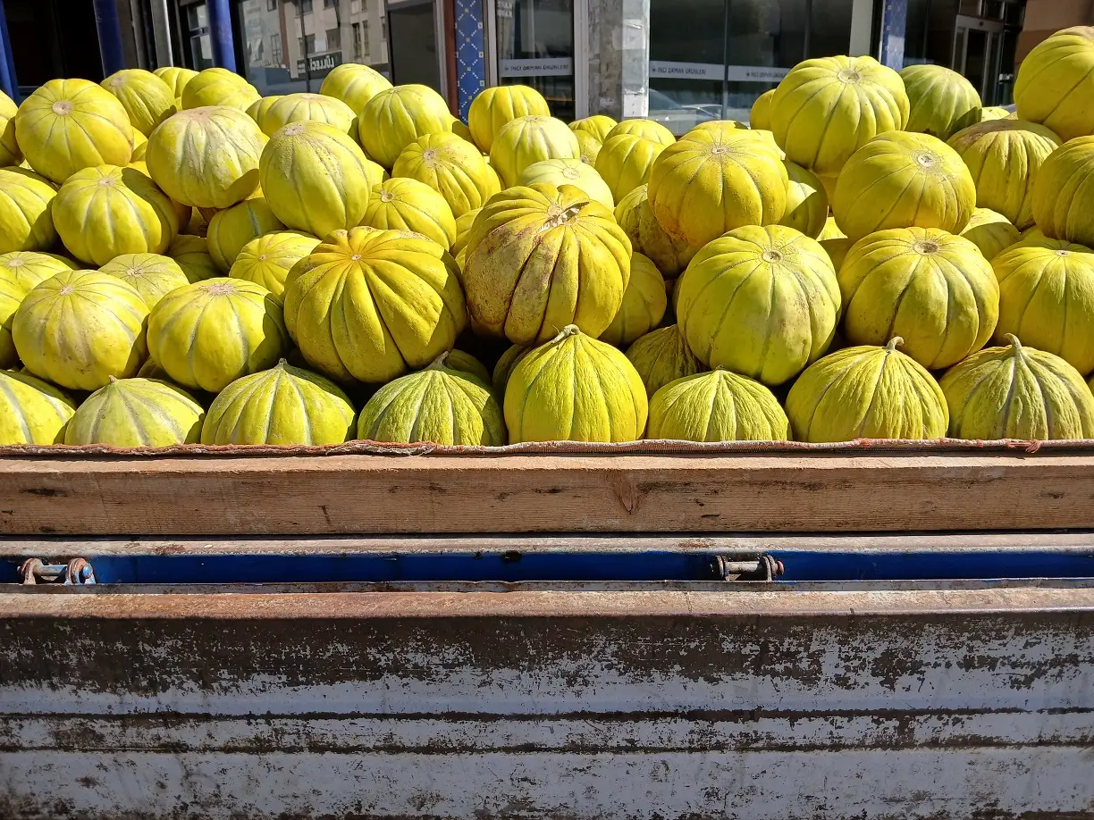 10 Dilim Kavunu Siteler Traktör Römork (2)