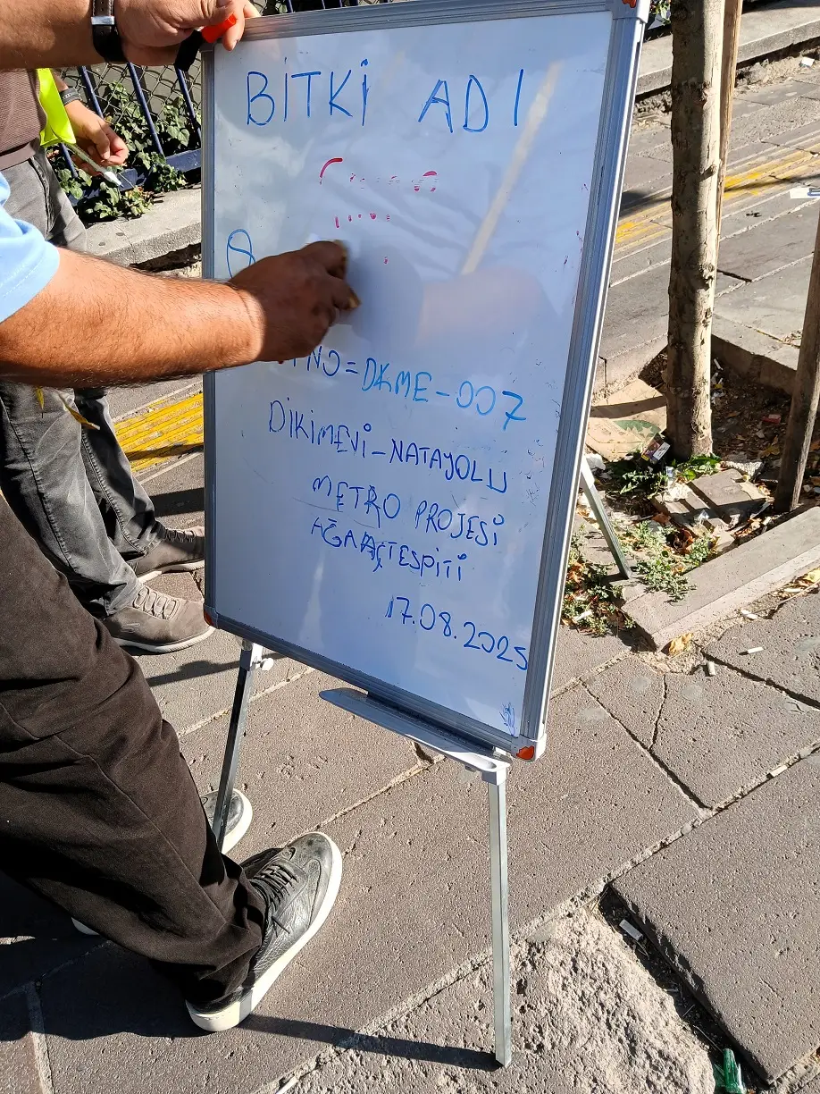 Bitki Ağaç Tespiti Gülermak Mamak Metro Hattı Dikimevi Natoyolu Abb Ankara Büyükşehir (2)