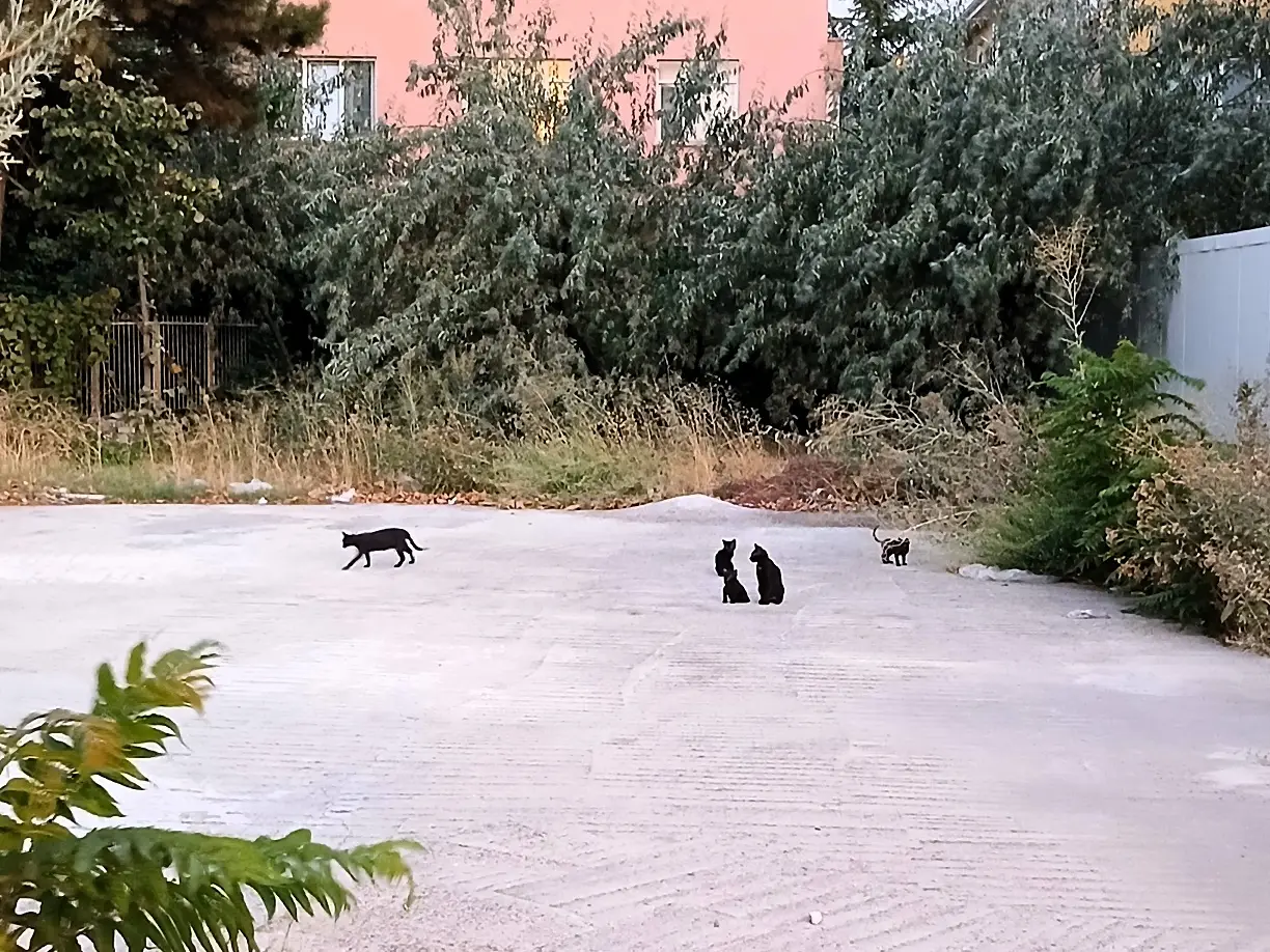 Karakedi Ailesi Beştepe Siyah Kediler