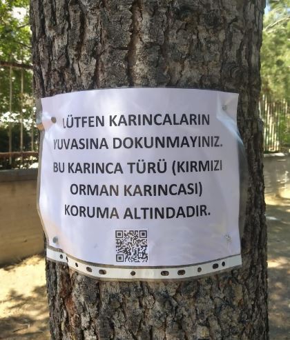Kırmızı Karınca