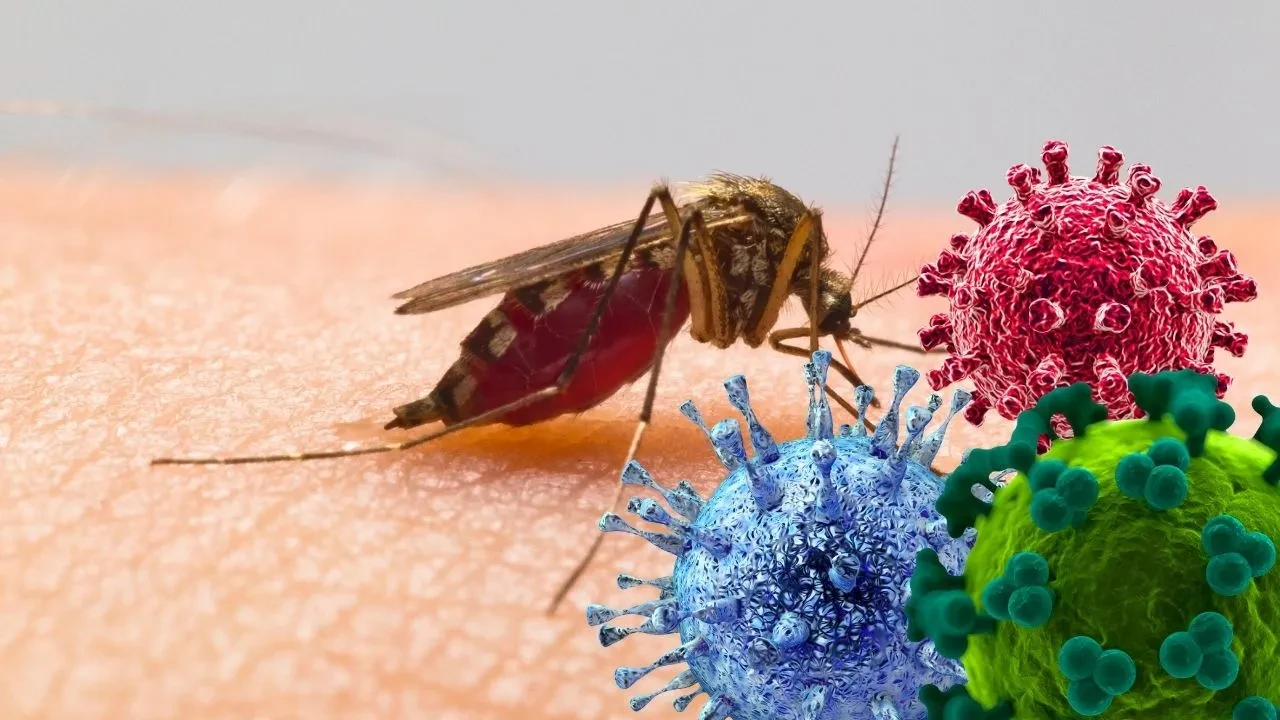 Chikungunya Virusu-1