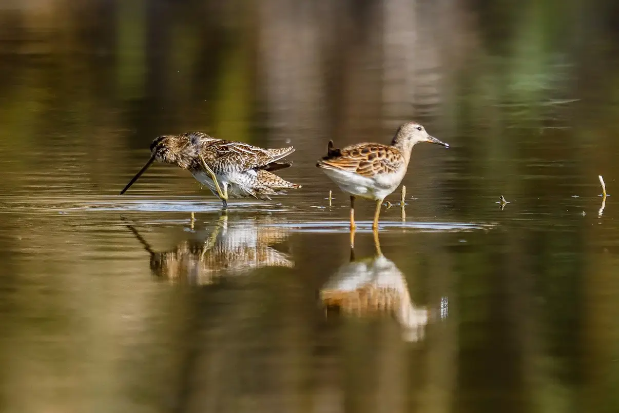 Avrupa Kuş Gözlem Günü Türkiye Kuş Gözlemciler 21 Noktada Buluştu (12)