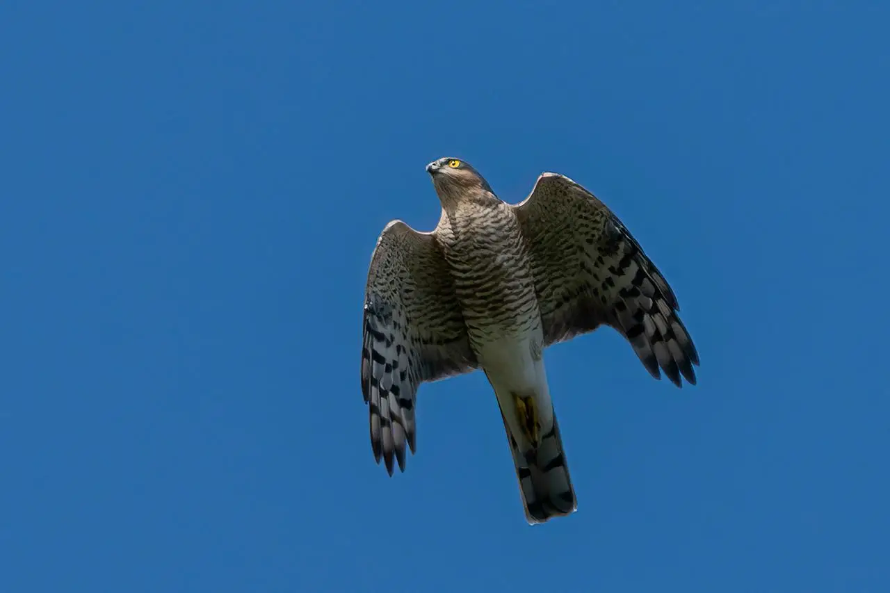 Avrupa Kuş Gözlem Günü Türkiye Kuş Gözlemciler 21 Noktada Buluştu (14)