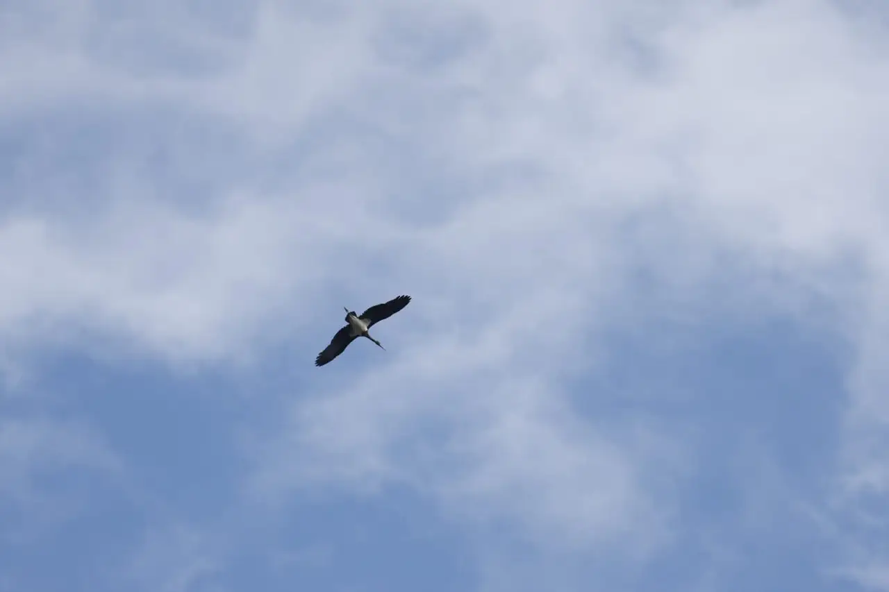 Avrupa Kuş Gözlem Günü Türkiye Kuş Gözlemciler 21 Noktada Buluştu (9)