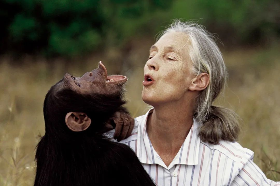 Jane Goodall Kimdir