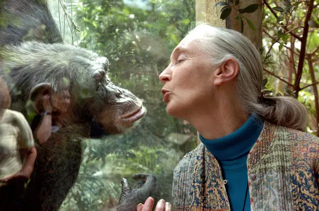 Jane Goodall Ne Iş Yapar