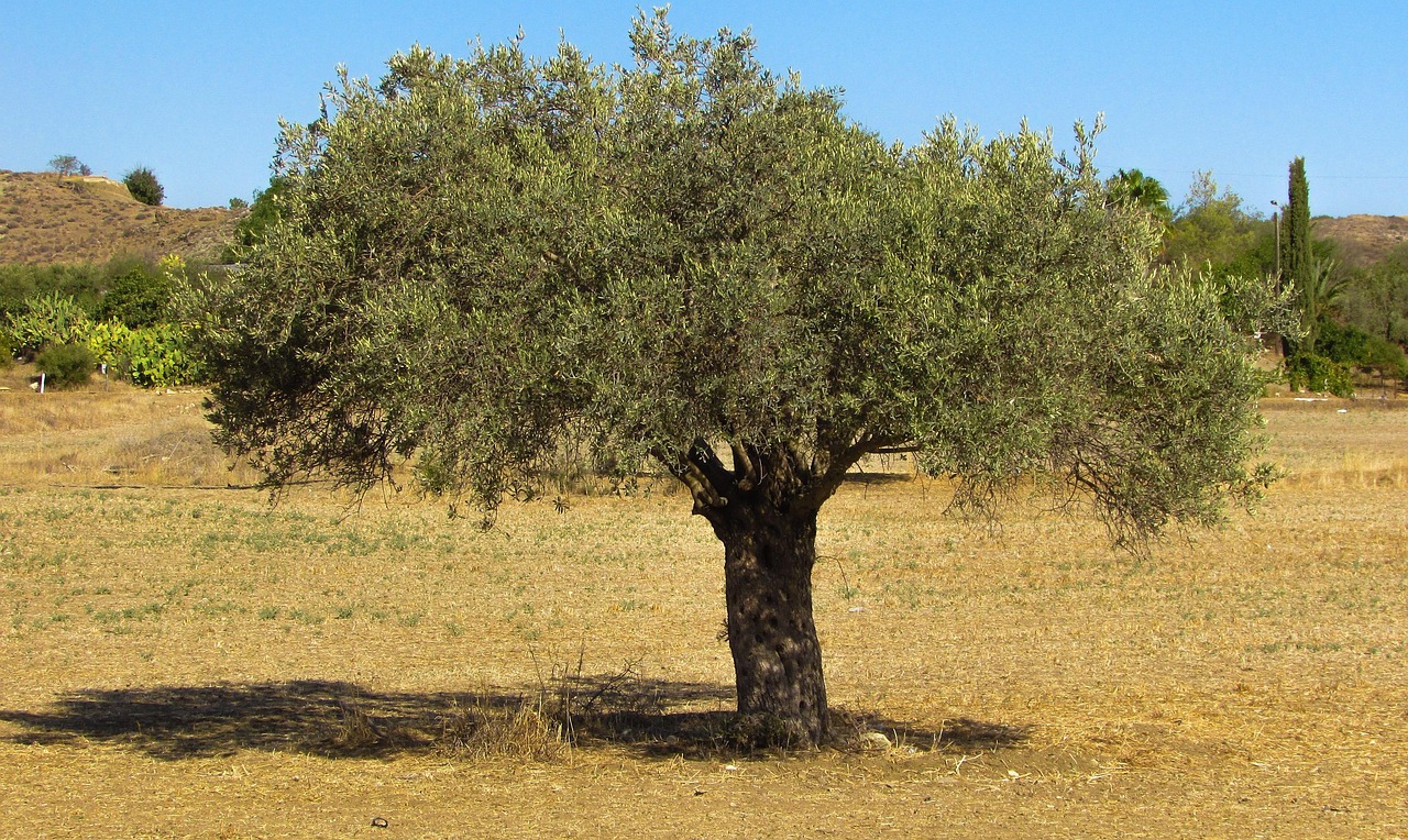 Olive Tree 1612768 1280
