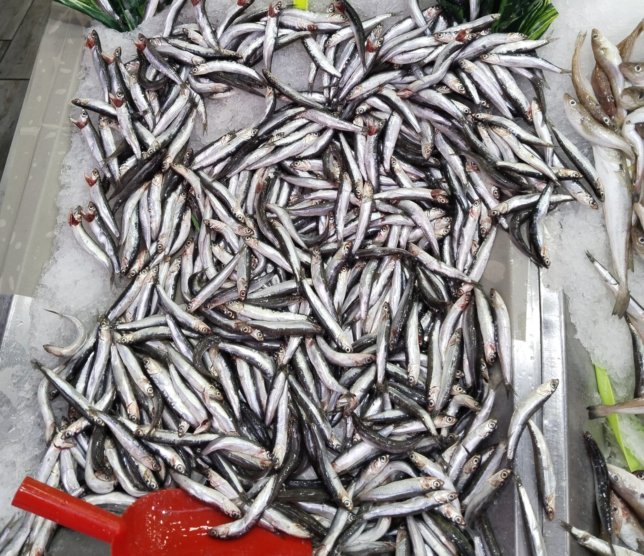 Whatsapp Görsel 2025 10 31 Saat 10.06.38 Ed3E0900