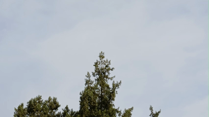 Anıtkabir’in renkli konukları: Yeşil Papağanlar