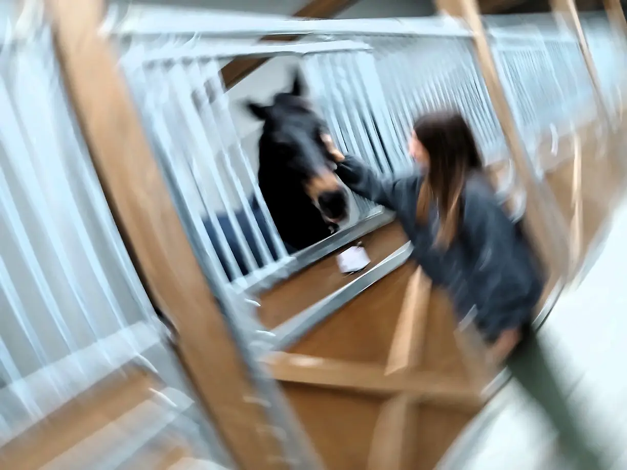 Aask Dolçe Vita Azra Öztürk Ankara Atlı Spor Kulübü Milli Binici (6)