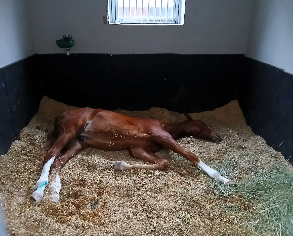 Aask Dolçe Vita Azra Öztürk Ankara Atlı Spor Kulübü Milli Binici (8)