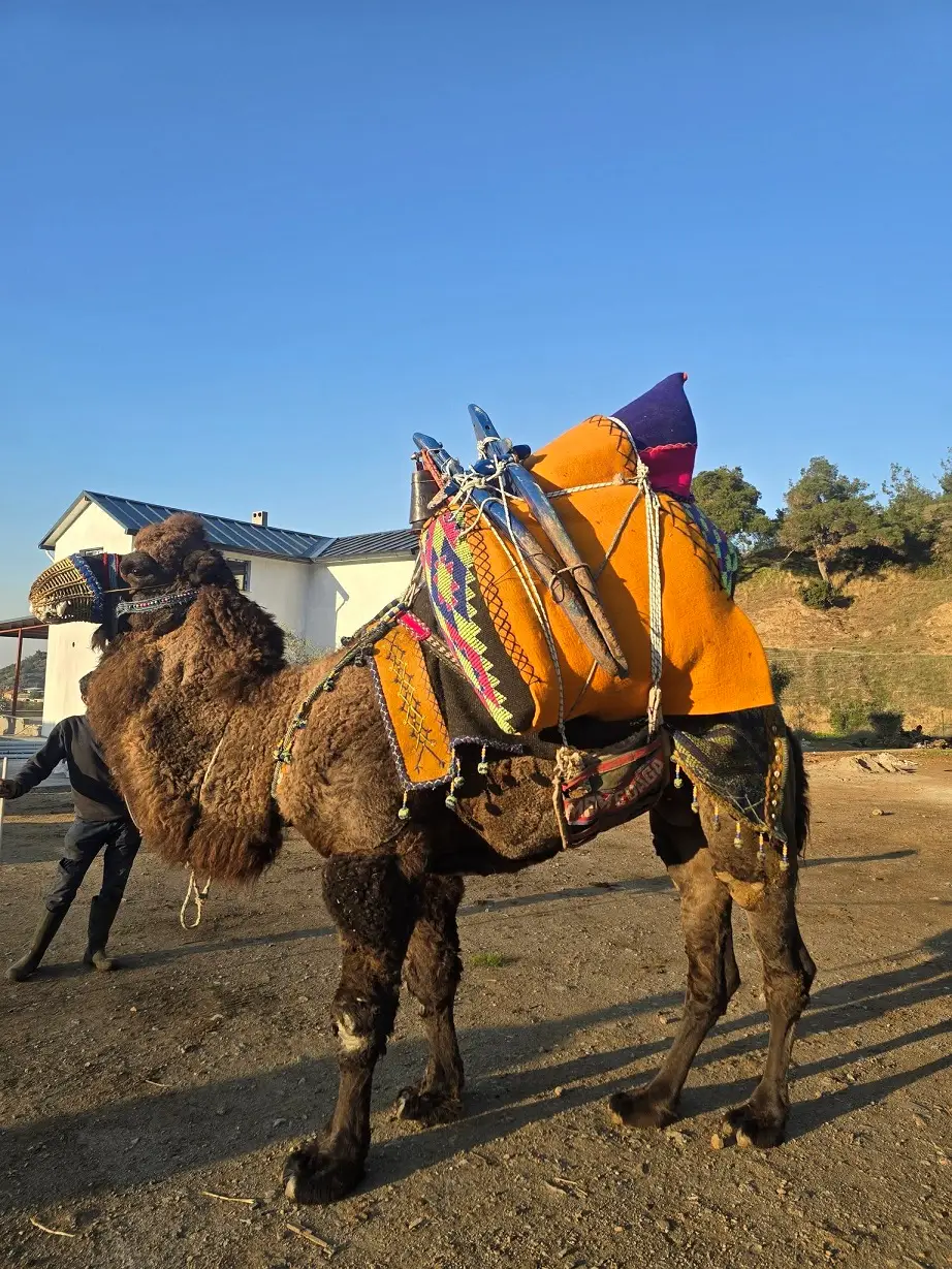 Deve Güreşleri