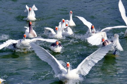 Anadolu Osb Göleti5