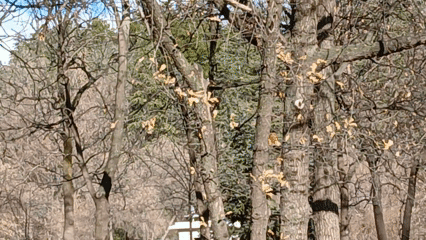 Anıtkabir’in ağaçlık alanları sincapların yuvası oldu