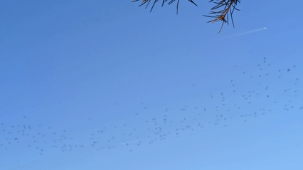 Esenboğa Airport Havalimanı Kuşlar Birds