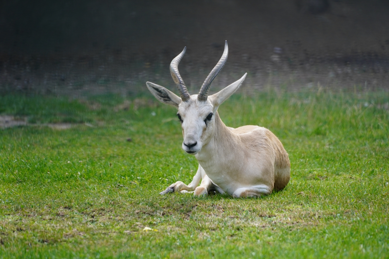 Evcil Hayvan Parkı1