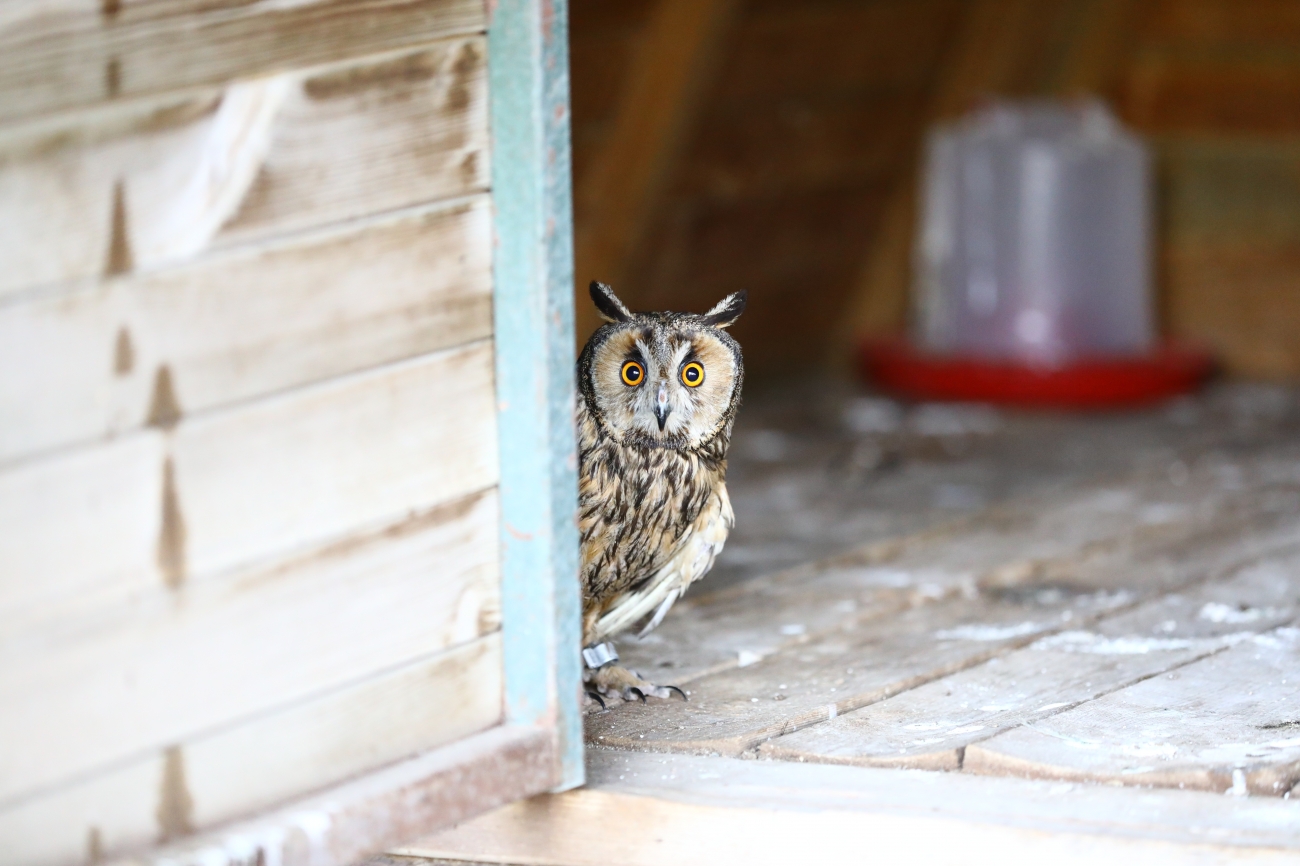 Evcil Hayvan Parkı5