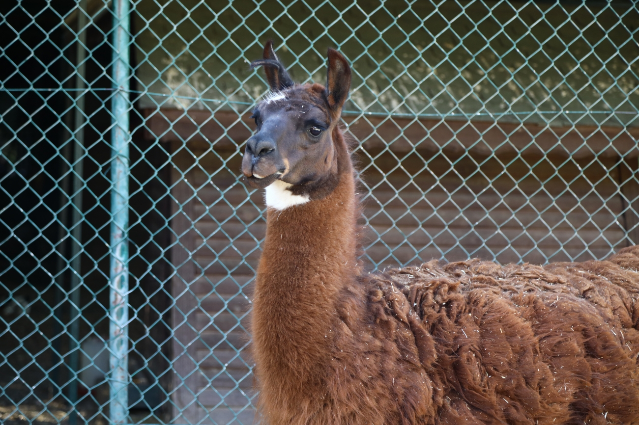 Evcil Hayvan Parkı6