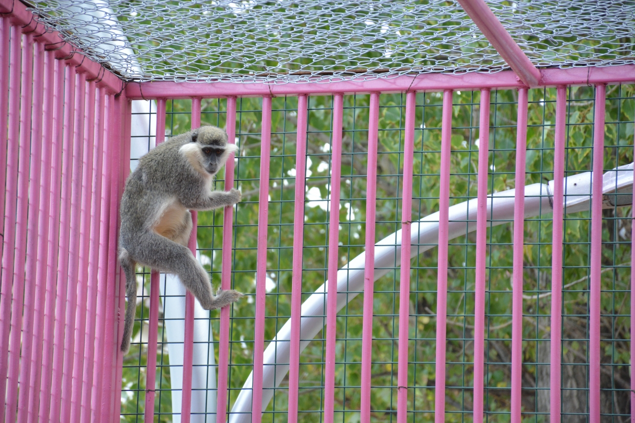 Evcil Hayvan Parkı7