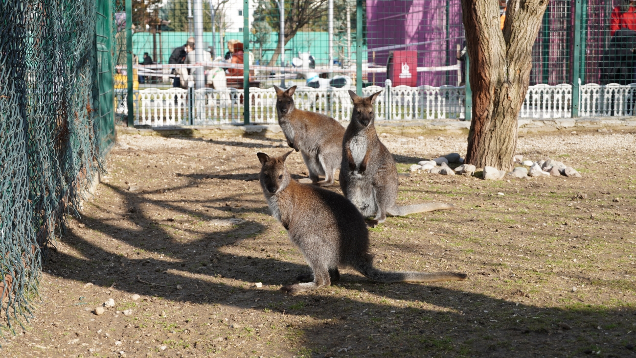 Evcil Hayvan Parkı8