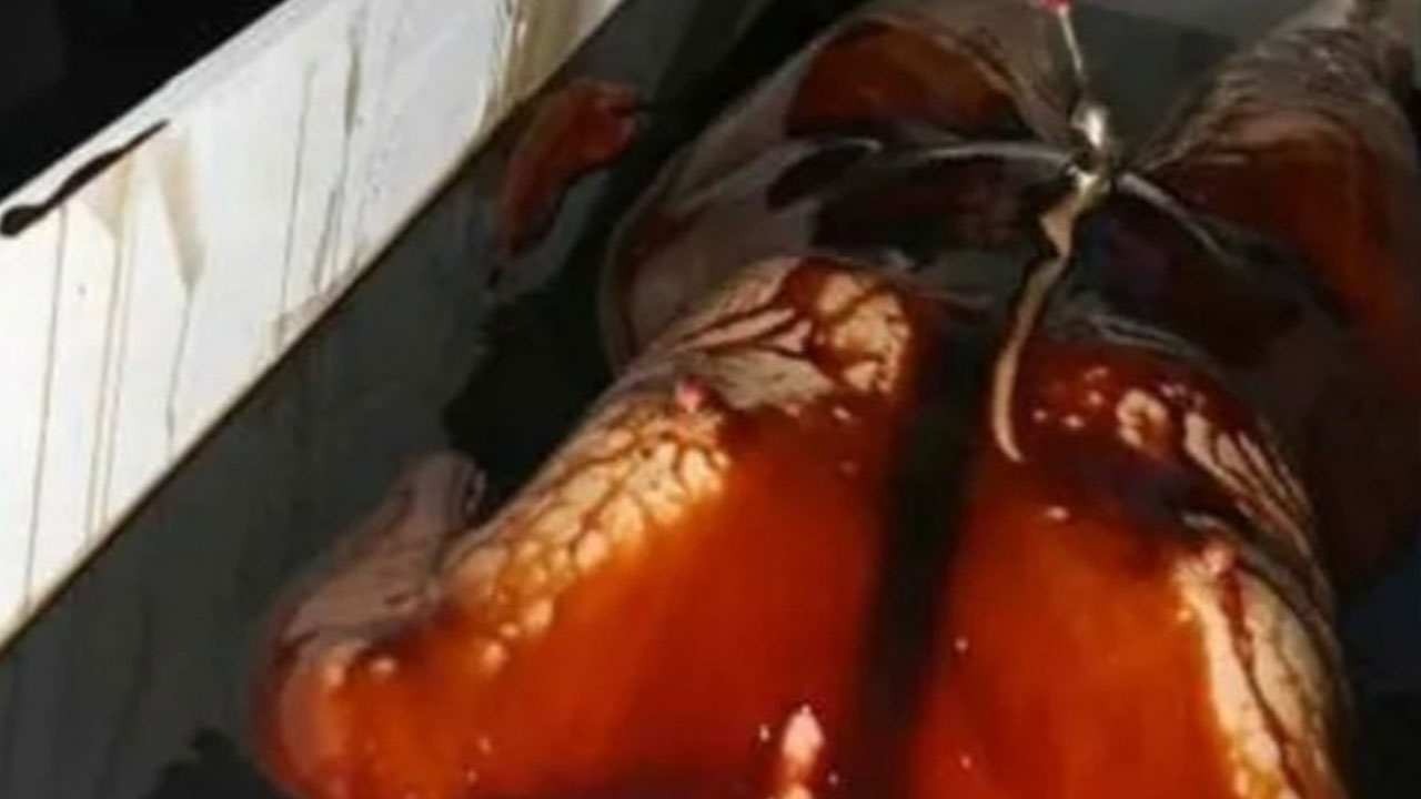 İ N S A N D E R İ S İ