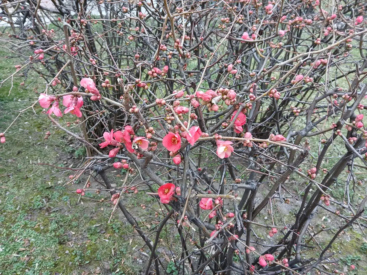 Japon Ayvası Çiçek Açtı Ankara Mamak Bahçe Cemre Havaya Düştü (1)