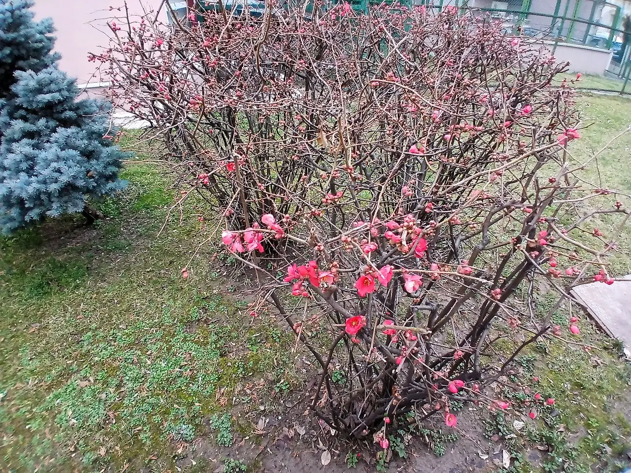 Japon Ayvası Çiçek Açtı Ankara Mamak Bahçe Cemre Havaya Düştü (4)