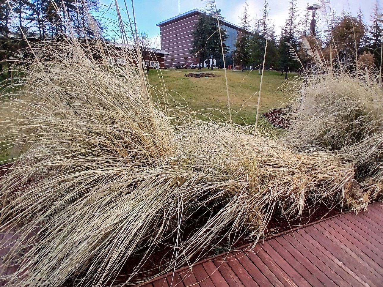 Türkiye Milli Botanik Bahçesi Ankara Başkent Kış (4)