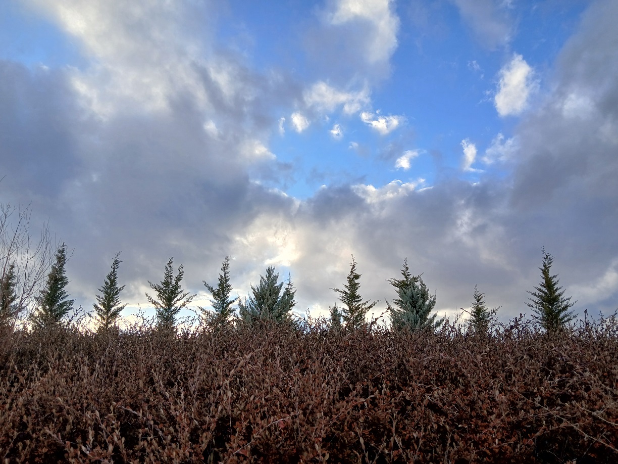 Türkiye Milli Botanik Bahçesi Ankara Başkent Kış (7)