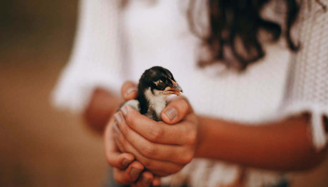 Veteriner Desteği Abb (1)