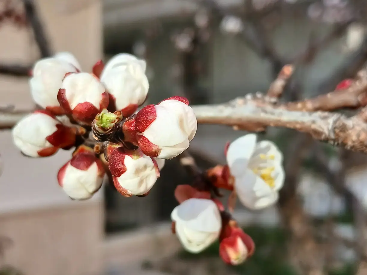 Bahar Çiçekler Tomurcuk Spring Flower (6)-1