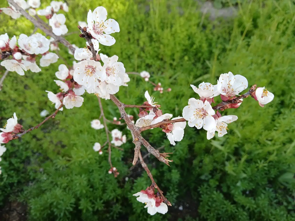 Bahar Çiçekler Tomurcuk Spring Flower (7)