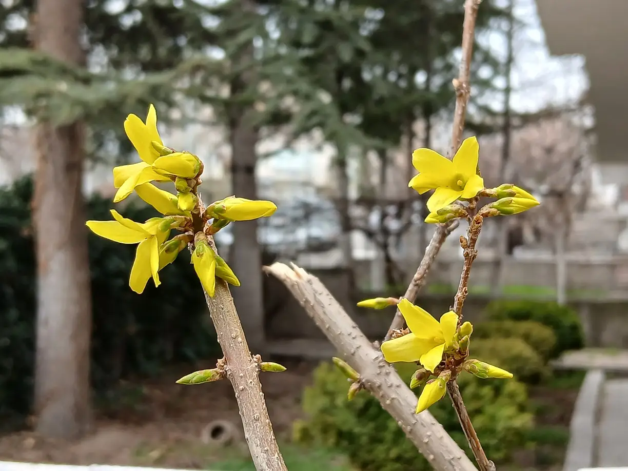 Bahar Çiçekler Tomurcuk Spring Flower Altın Çanağı