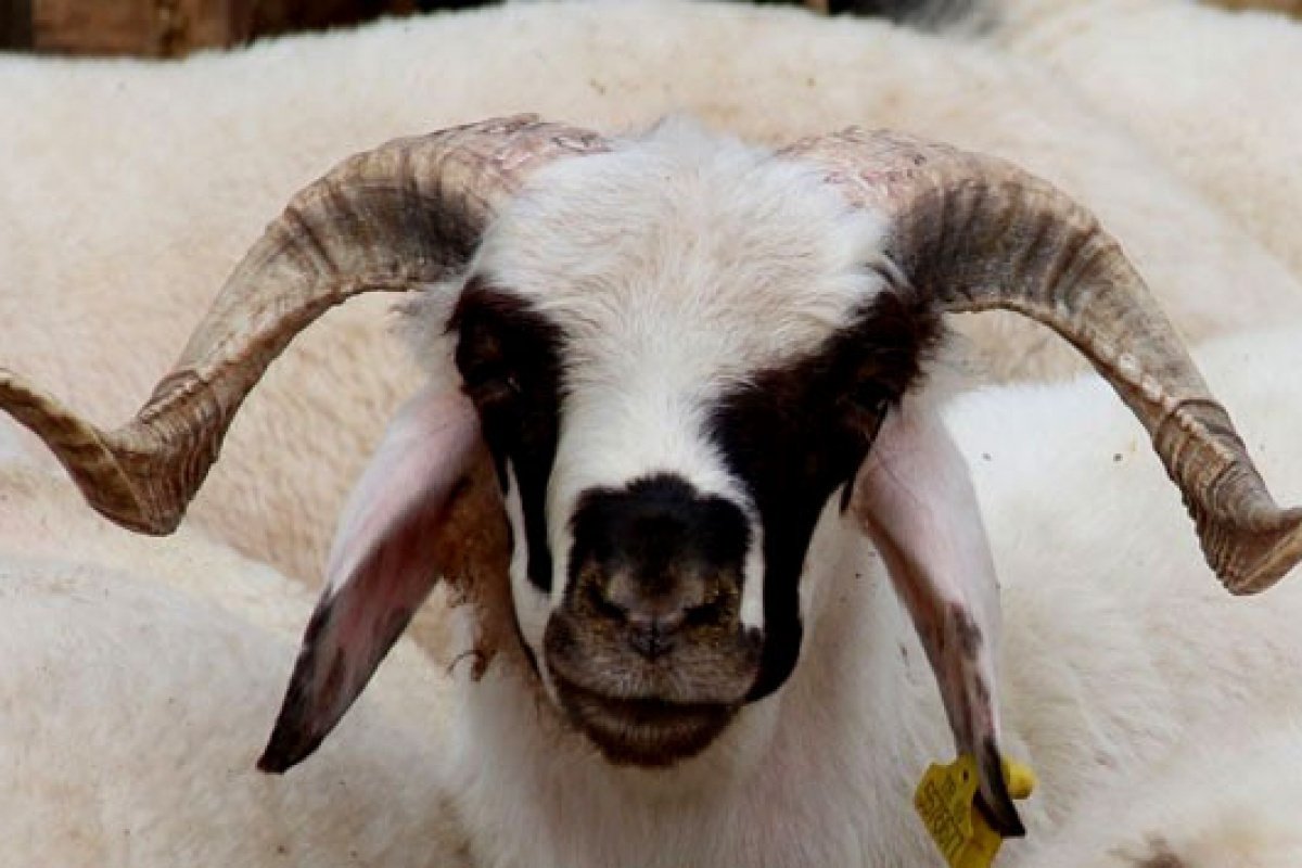 Kurban Bayramı ne zaman 2026? Kurban Bayramı tatili kaç gün?