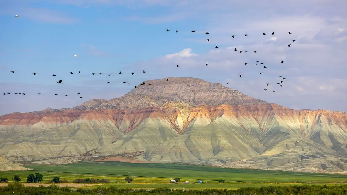 Nallihan Kus Cenneti 52285