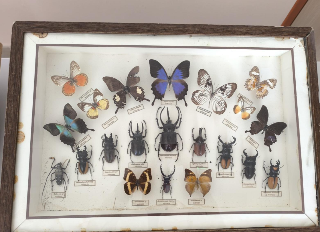 Böcekler Ve Ekoloji Ankara-1