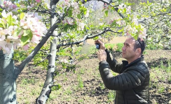 Kahverengi Kokarca-1