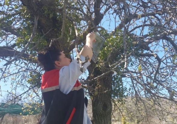 Kahverengi Kokarca Ankara